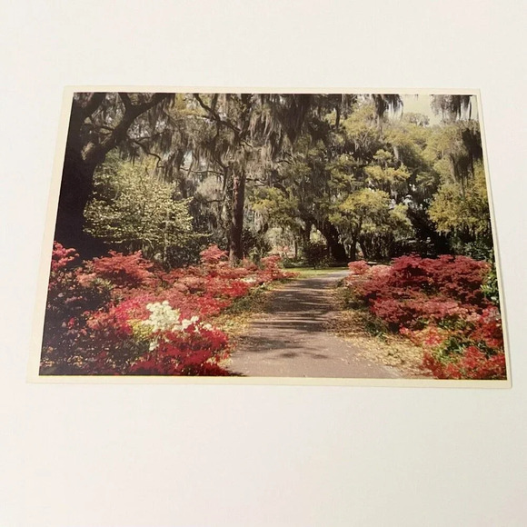 Vintage Lot of 6 Sun Coast  Post Cards Florida St Petersburg Flamingos Beach - Picture 13 of 16